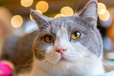 《幻想生活i》销量突破120万！官方表示会持续更新